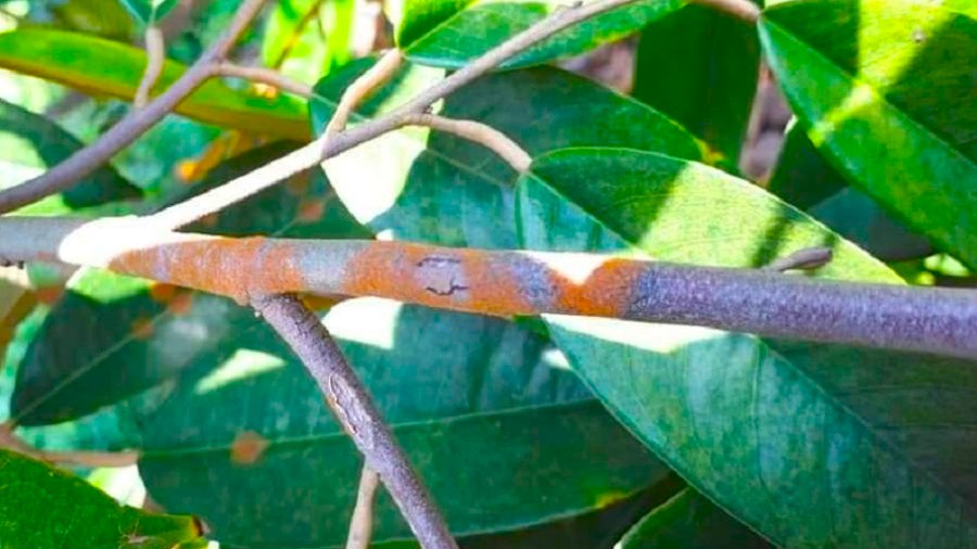 BỆNH NẤM HỒNG SẦU RIÊNG